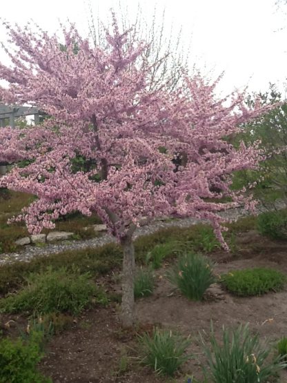 Flowering Redbud tree