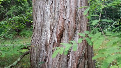 Dawn Redwood mature bark