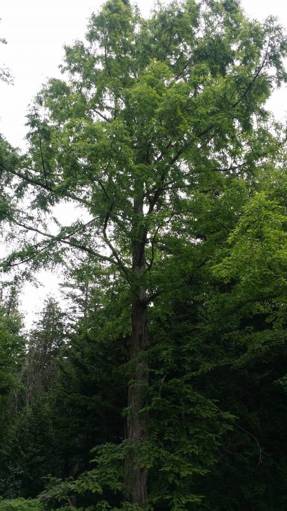 Dawn Redwood canopy