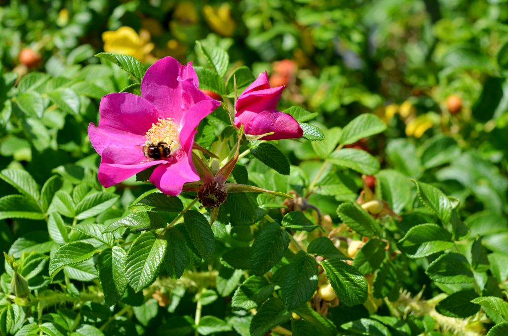Rugosa Rose Rosa Rugosa Deciduous Shrubs Cold Stream Farm