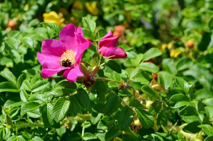 Rugosa Rose Flower
