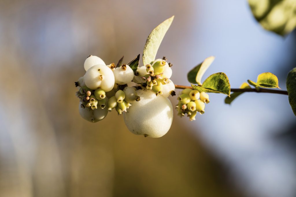 Snowberry Symphoricarpos Albus Deciduous Shrubs Cold Stream Farm