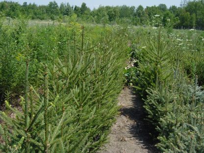 Norway Spruce transplant bed