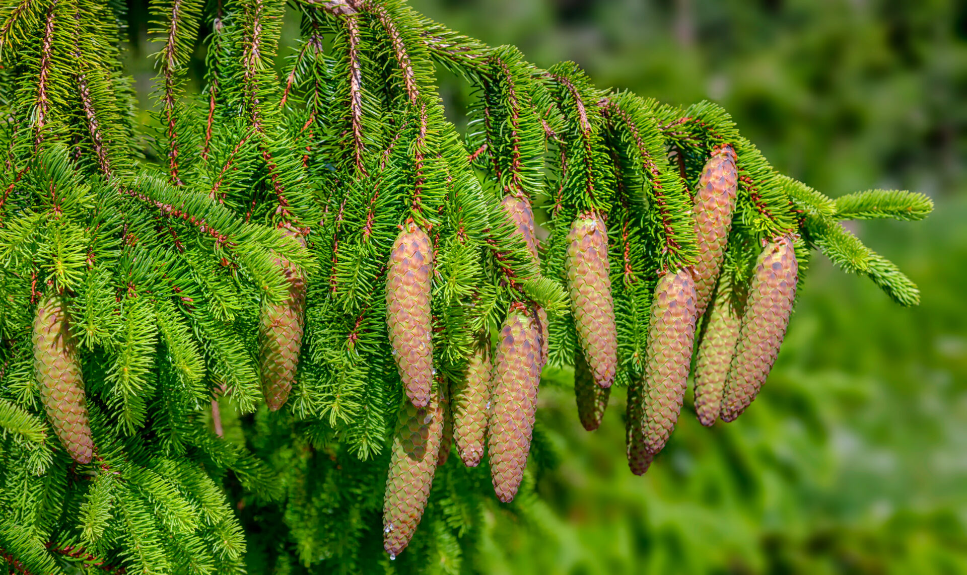 Norway Or European Spruce Picea Abies Conifers Cold Stream Farm