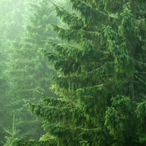 A norway spruce tree in a forest.