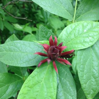 Sweetshrub leaves and blossoms