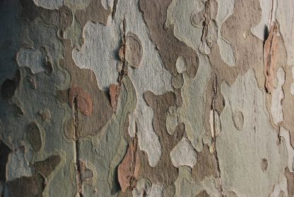 Sycamore mature bark Platanus occidentalis