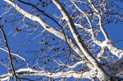 Sycamore white winter bark Platanus occidentalis