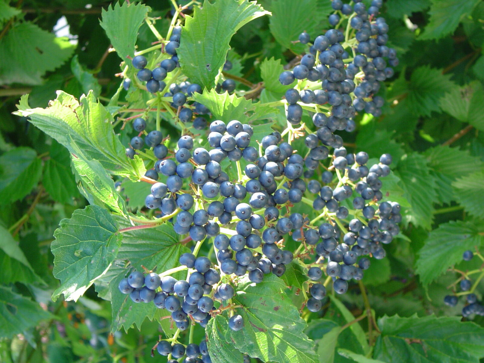 Arrowwood Viburnum Viburnum Dentatum Shrubs Cold