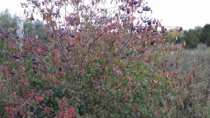 Blackhaw Viburnum Viburnum prunifolium bush