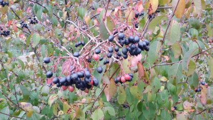 Blackhaw Viburnum Viburnum prunifolium fall berries