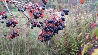 Blackhaw Viburnum Viburnum prunifolium berries