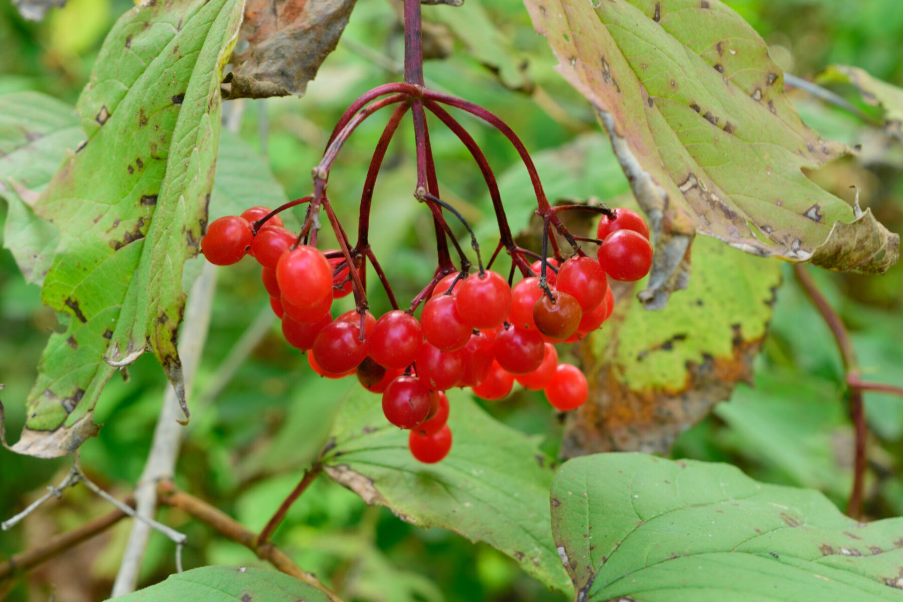 Highbush Cranberry Viburnum Trilobum Shrubs Cold Stream Farm