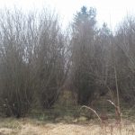 Mature willow streamco willow