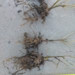 Cut willow root Cold Stream Farm