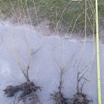 Streamco willow root size Cold Stream Farm