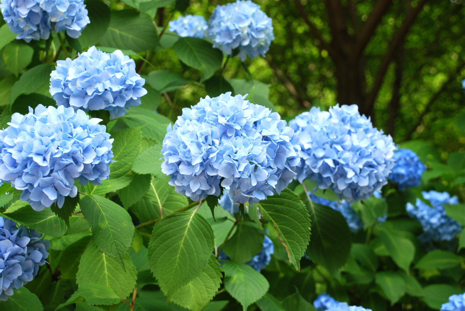 Image of Hydrangea (Hydrangea) free to use