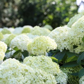 Pee Gee Hydrangea