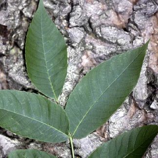White Walnut Leaf