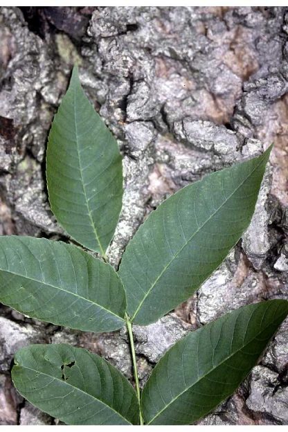 White Walnut Leaf