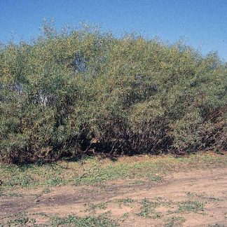 Deciduous Shrubs