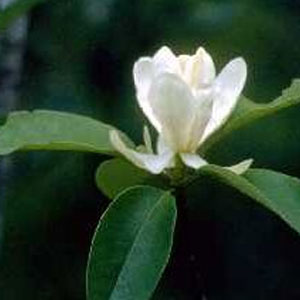 Magnolia