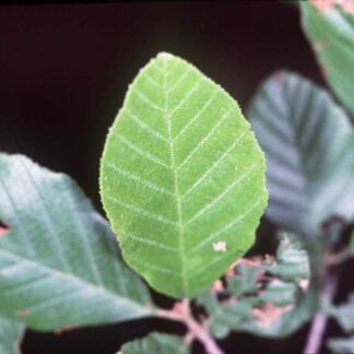Hazel Alder Leaf Close Up