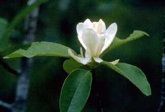 Sweetbay Magnolia Flower