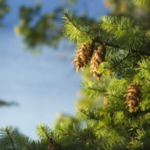 Hemlock Trees