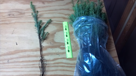 Fraser Fir Forestry Plugs