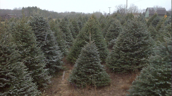 Fraser Fir Seedlings