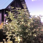 Cold Stream Farm highbush cranberry bush
