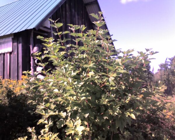 Cold Stream Farm highbush cranberry bush