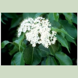 Cold Stream Farm nannuberry viburnum flowers