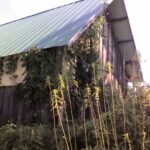 Cold Stream Farm Virginia creeper stock