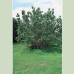 Cold Stream Farm hardy apricot tree