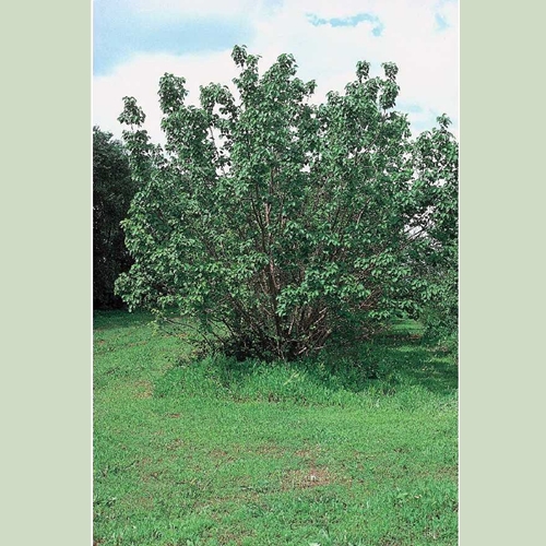 Cold Stream Farm hardy apricot tree