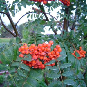 Cold Stream Farm American mountain ash berries