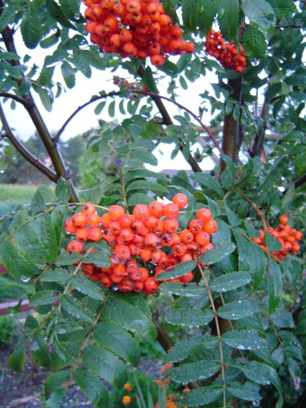 Cold Stream Farm American mountain ash berries