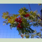 Cold Stream Farm mountain ash berries