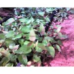 Cold Stream Farm cottonwood plants