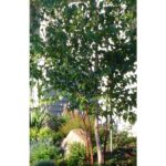 Paper Birch - Betula Papyrifera | Deciduous Trees | Cold Stream Farm
