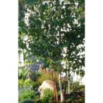 Cold Stream Farm paper birch small tree