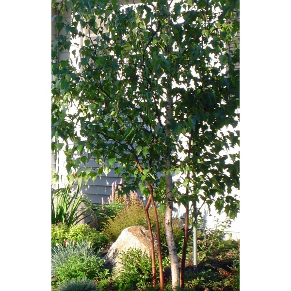 Buy Gray Birch Tree (Betula populifolia), FREE SHIPPING, Wilson Bros  Gardens