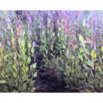 Cold Stream Farm river birch plant