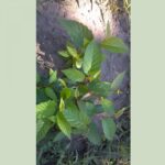 Cold Stream Farm yellow birch plant