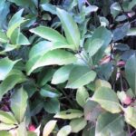 Cold Stream Farm wild black cherry plants