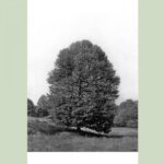 Cold Stream Farm black gum mature tree