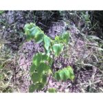 Cold Stream Farm common hackberry plant