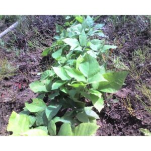Cold Stream Farm shagbark hickory plant